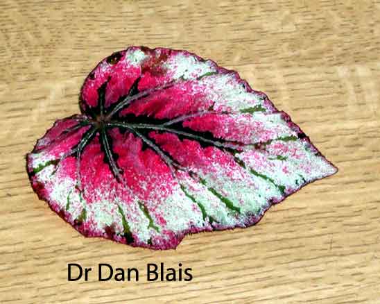 B. ‘Dan Blais’